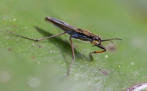Common Pond Skater, Common Water Strider, Gerris Lacustris, Heteroptera, Water Strider, Water