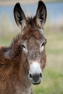 Donkey, Equus asinus, donkey, even-toed ungulate, granelli, house donkey, Italy, Pantano Cuba