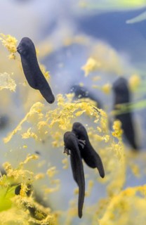 Common frog, Common Frog, rana temporaria, amphibians, amphibians, freshly hatched, frog, frogs,