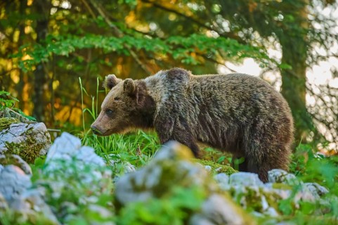 A bear in the lush greenery of a forest, amongst rocks and grass, looks calm and peaceful –
