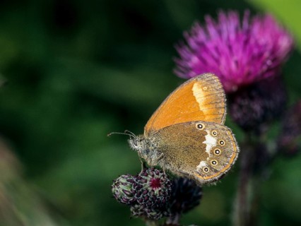 Chestnut heath, coenonympha glycerion, rust-brown meadowbird, red-brown meadowbird, butterfly,