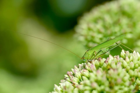 Common sickle scare, grasshoppers, Phaneroptera falcata, sickle scare, ensifera, grasshoppers,