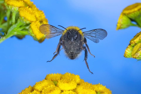 Large earth bumblebee (Bombus terrestris), flying over tansy (Tanacetum vulgare) flowers, wildlife,