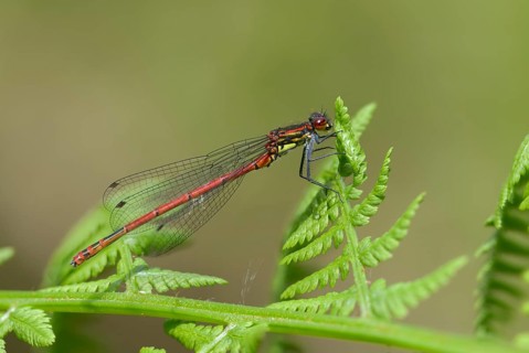 Early Adonis dragonfly, large red damselfly, Pyrrhosoma nymphula, damselflies, dragonflies,