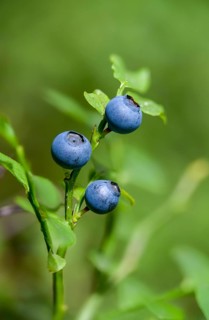 Bickberry, blueberry, ericaceae, European blueberry, heather family, blueberry, mollberry,
