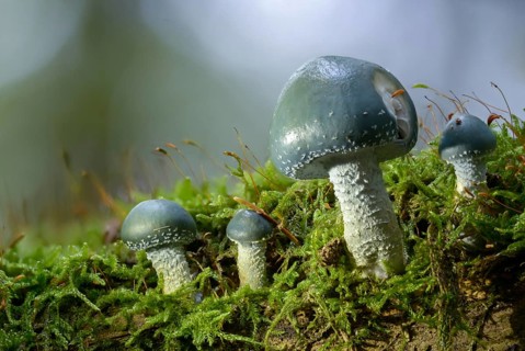 Agaricales, leafy mushrooms, green pancreepers, stropharia aeruginosa, fungi, mushrooms, verdigris