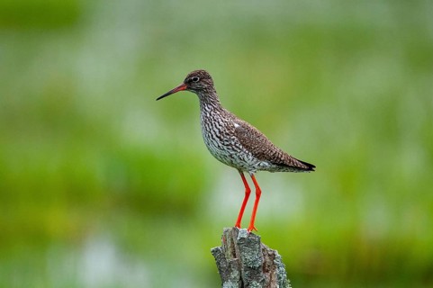 Redshank, redshank, Sweden, Tringa Totanus, birds, charadriiformes, limikolen, snipe birds,