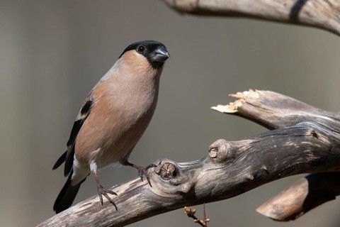 Bullfinch, Bullfinch, Pyrrhula Pyrrhula, Birds, Bullfinch, Female, Passeri, Songbirds, Birds,