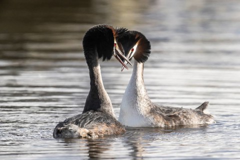 Great Crested Grebe (Podiceps Scalloped ribbonfish) Courtship, Emsland, Lower Saxony, Germany