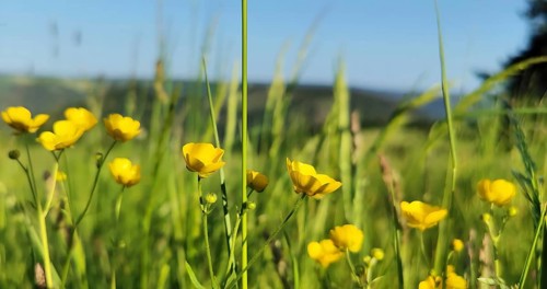 Close-up, Yellow buttercups (ranunculus acris) blooming on a green meadow under a clear blue sky,
