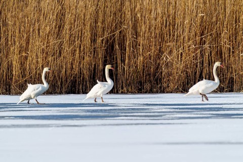 Mute swan (Cygnus olor), wildlife, Germany, three swans wade in single file across the frozen