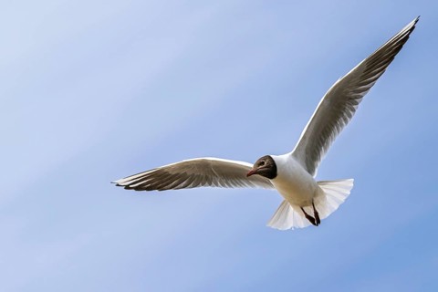 Black-headed Gull, Chroicocephalus ridibundus, bird in flight, England, United Kingdom