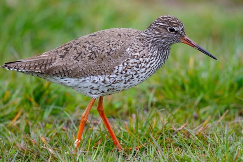 Common Redshank (Tringa totanus), Netherlands