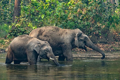 Elephants at a watering hole, Asian elephant, Elephas maximus, Bardia National Park, jungle,