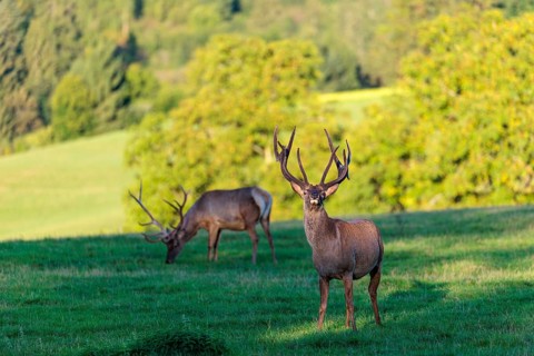 Two Altai maral stags (Cervus canadensis sibiricus) stand in a green meadow in the first light of