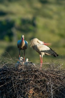 Ciconia ciconia, white stork, birds, ciconiiformes, extremadura, high size, portrait format, nest,