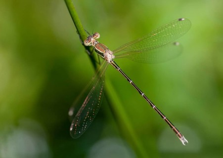 Leste Barbarus, Migrant Spreadwing, Shy Emerald Damselfly, Southern Emerald Damselfly, Damselflies,