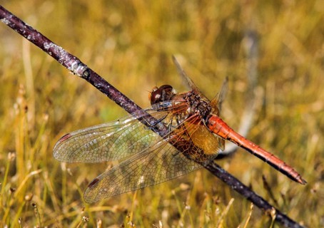 Spotted heather, Sympetrum flaveolum, yellow-winged darter, anisoptera, damselflies, dragonflies,