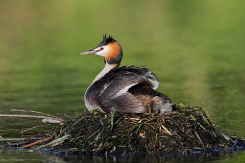 Great Crested Grebe (Podiceps Scalloped ribbonfish) sitting on its nest, North Rhine-Westphalia,