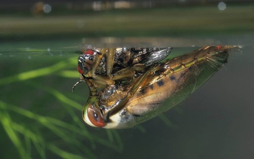 Common backswimmer, Notonecta glauca, water boatman, aquatic, prey, capture, fly, insects, bugs,