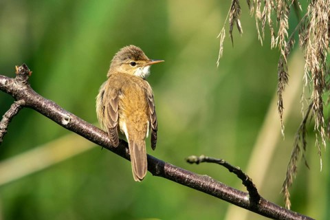 Acrocephalus scirpaceus, reed warbler, birds, passeri, songbirds, songbirds, birds, warblers