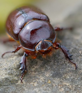 European rhinoceros beetle, rhinoceros beetle, oryctes nasicornis, rhinoceros beetle, beetle,