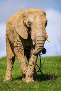 African bush elephant (Loxodonta africana) on a meadow, captive, distribution Afrika