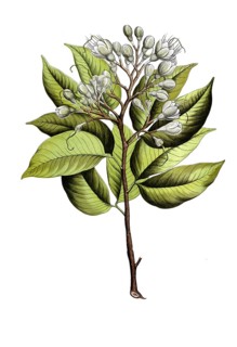 Hymenaea courbaril, known as Jatoba or Stinking Toe, tree from the tropical regions of America. It