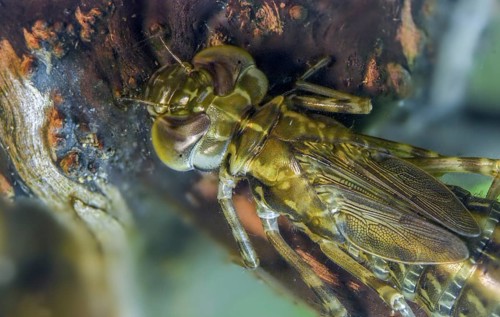 Aeshna cyanea, blue-green mosaic maiden, southern hawker, anisoptera, dragonflies, insects, larva,