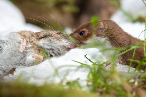 Carnivora, least weasel, mouse weasel, mustela nivalis, predators, prey, capture, hunting, mammals,