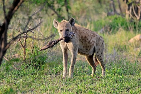 Spotted hyena (Crocuta crocuta), adult, prey, bones, alert, Kruger National Park, South Africa