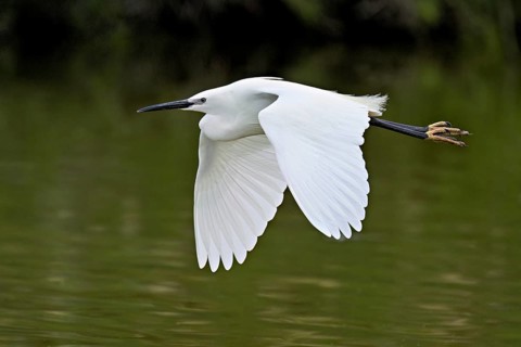 Little Egret (Egretta garzetta), in flight, Camargue, southern France, France