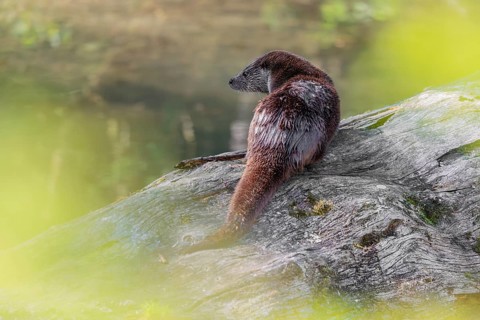 A Eurasian otter (Lutra lutra) is resting on a fallen, decaying tree lying in the water of a small