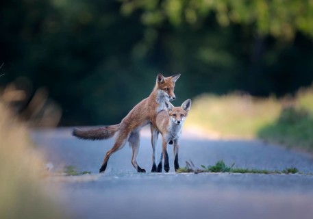 Red fox (Vulpes vulpes), two young foxes playing, Zurich, Switzerland