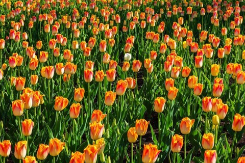 White single cup shaped Tulipa - Tulip flower in bed of single cup shaped orange and yellow Tulipa