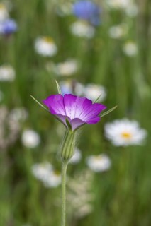 Corncock (Agrostemma githago) in front of daisies (Leucanthemum vulgare) and cornflowers (Centaurea