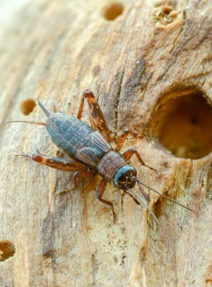 Grasshoppers, Nemobius sylvestris, forest crickets, ensifera, grasshoppers, crickets, grasshoppers,
