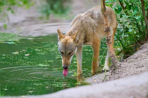 A wolf cools off at a pond in the forest, summer, wolf (Canis lupus), Germany
