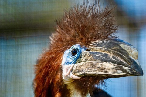 Helmeted cassowary (Casuariidae)