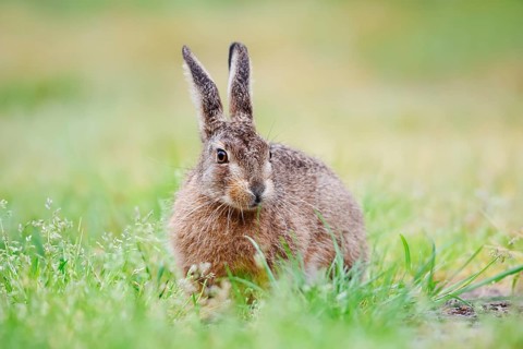 European hare (Lepus europaeus), North Rhine-Westphalia, Germany