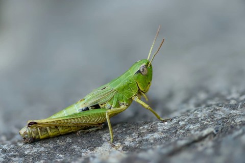 Acrididae, Caelifera, Chorthippus parallelus, field locusts, common grasshoppers, gomphocerinae,