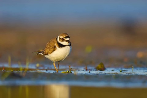 Little Ringed Plover (Charadrius dubius) foraging, North Rhine-Westphalia, Germany