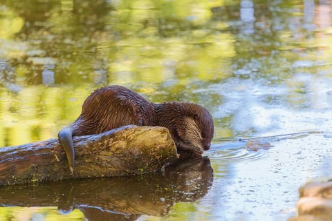 On a sunny day, an oriental small-clawed otter (Aonyx cinerea) lies on a log floating in the water,