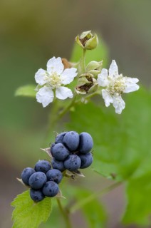 Field berry, frosted blackberry, bockberry, blackberry, European dewberry, scratberry, croatberry,