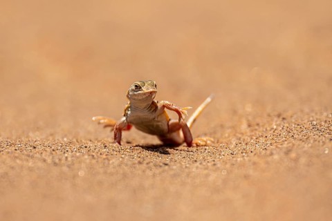 Shovel-nosed lizard (Meroles anchietae), in the sand, stretching its legs in the air to cool off,