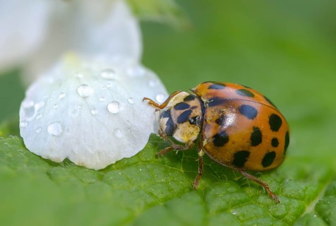 Asian ladybeetle, Asian ladybug, coccinellidae, coccinellinae, harlequin ladybug, harmonia