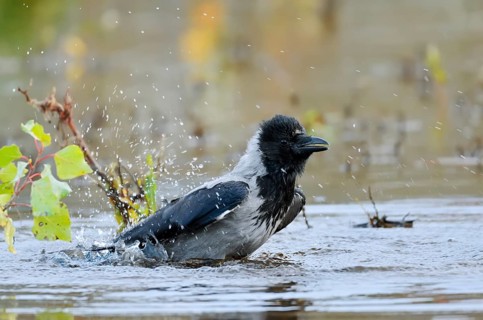 Hooded Crow (Corvus cornix), bathing, Saxony, Germany