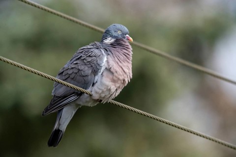 Columba palumbus, woodpigeon, birds, columbidae, doves, pigeons, birds