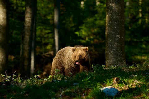 A brown bear in the forest, moving through sunlight and shade, European brown bear (Ursus arctos),