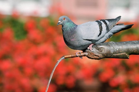 A rock pigeon (Columba livia f. domestica) perched on a gargoyle by a fountain, Ribeauville,